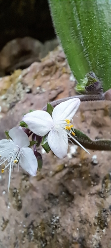 Image of Tradescantia chrysophylla by (c) William G. Borges, some rights reserved (CC BY)