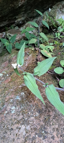 Image of Tradescantia chrysophylla by (c) William G. Borges, some rights reserved (CC BY)