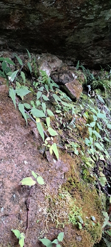 Image of Tradescantia chrysophylla by (c) William G. Borges, some rights reserved (CC BY)