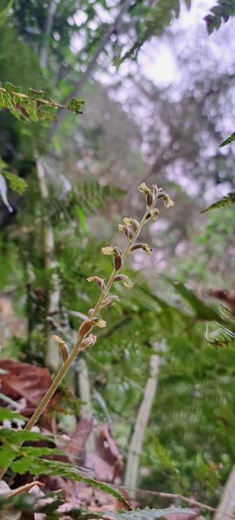 Serapias polyaden