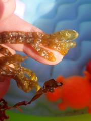 Dictyopteris polypodioides