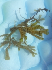 Dictyopteris polypodioides