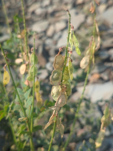 Image of Hedysarum occidentale by (c) Tom Field, some rights reserved (CC BY)