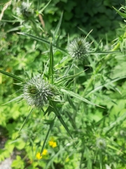 Cirsium vulgare