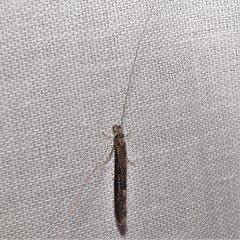 Leptocerus americanus