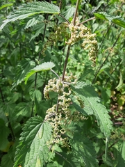 Urtica dioica