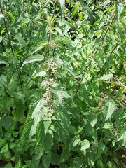 Urtica dioica