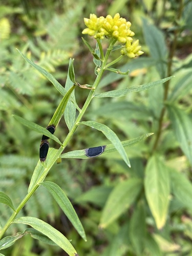 Euthamia leaf gall midge photo 6