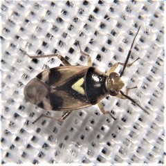Orthops scutellatus