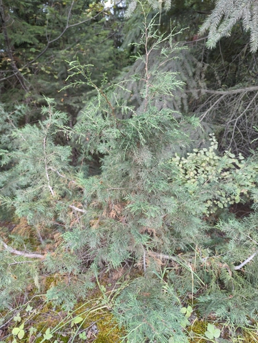 Image of Juniperus maritima by (c) Tom Field, some rights reserved (CC BY)