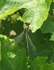Gomphus graslinii