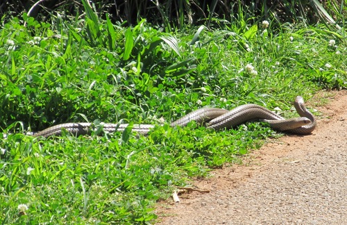 Eastern Brown Snake sighting