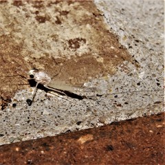 Maccaffertium terminatum terminatum