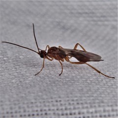 Meteorinae