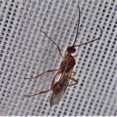 Meteorinae