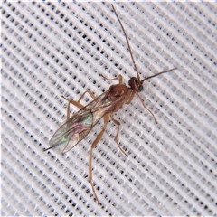 Meteorinae