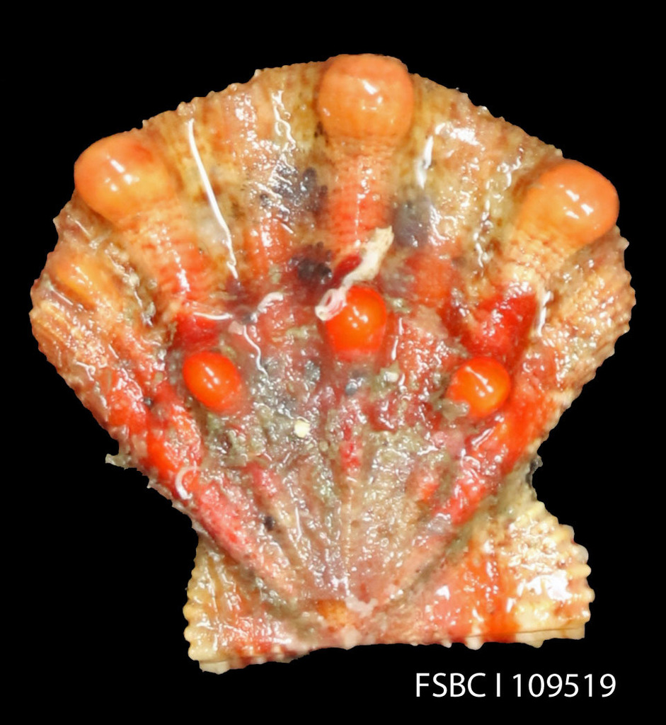 Northern Lion's Paw