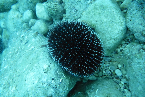 Ljubičasti ježinac (Sphaerechinus granularis)
