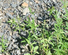 Cullen tenax, photograph Jon Sullivan, CC BY, iNaturalist via GBIF