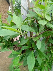 Gymnanthemum amygdalinum