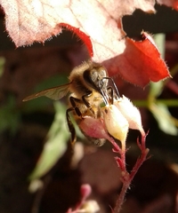 Apis mellifera