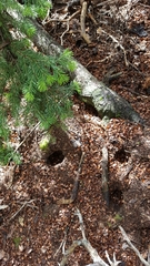 Tamiasciurus fremonti