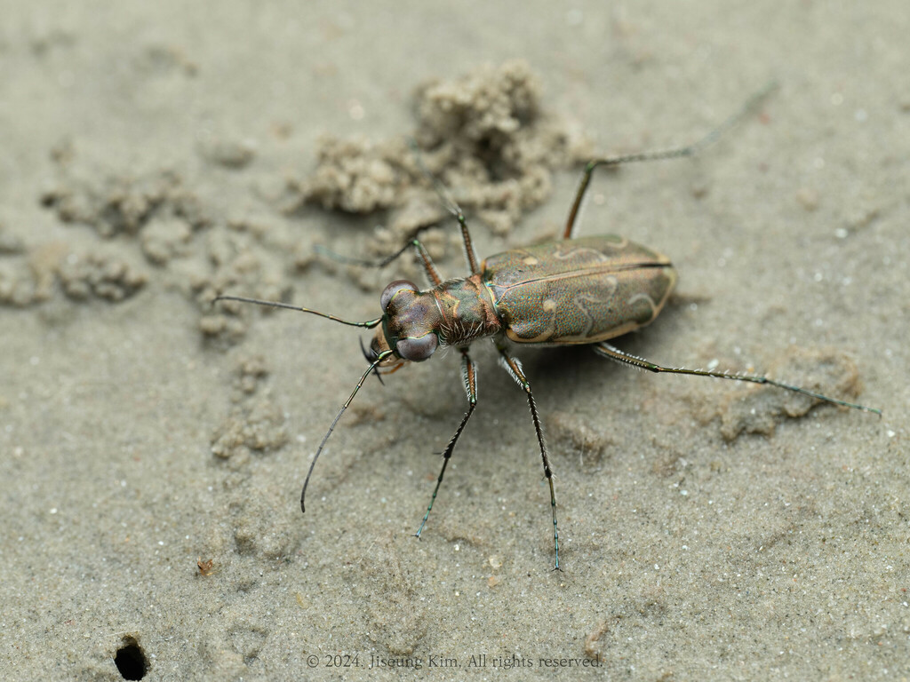 Cylindera elisae