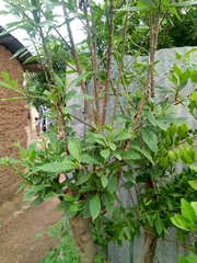 Gymnanthemum amygdalinum