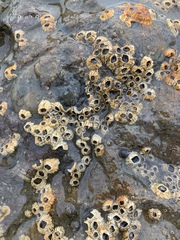 Semibalanus balanoides