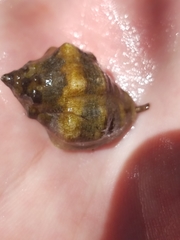 Rapaninae