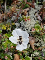 Dasysyrphus intrudens