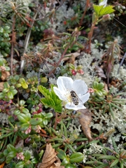 Dasysyrphus intrudens