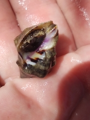 Rapaninae
