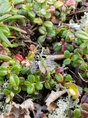 Dasysyrphus intrudens