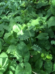 Astragalus neglectus