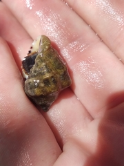 Rapaninae