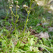 Antennaria racemosa - Photo (c) Thayne Tuason, algunos derechos reservados (CC BY-NC)