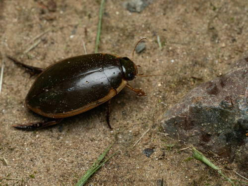 Cybister lewisianus