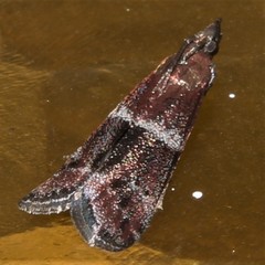 Moodna ostrinella