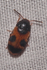 Mycetophagus punctatus