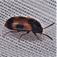 Mycetophagus punctatus