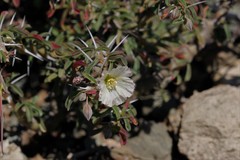 Monsonia camdeboensis