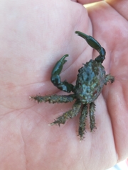 Mithraculus sculptus