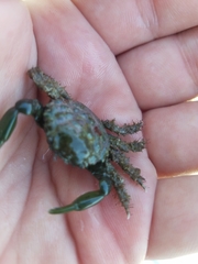 Mithraculus sculptus