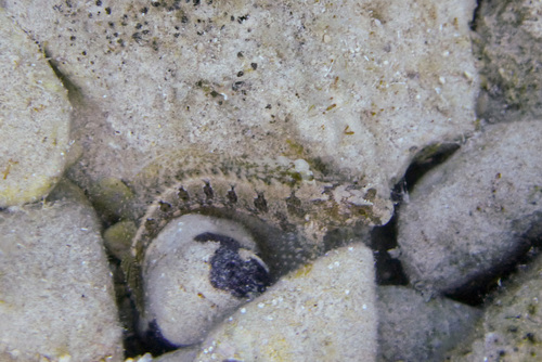 Babica babaroga (Parablennius tentacularis)