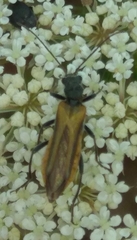 Oedemera simplex