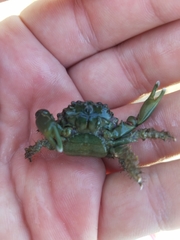 Mithraculus sculptus