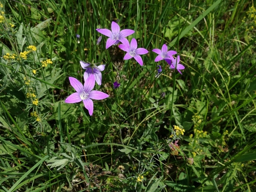 Livadni zvončić (Campanula patula)