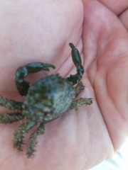 Mithraculus sculptus