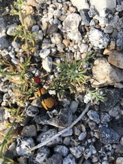 Tegrodera latecincta